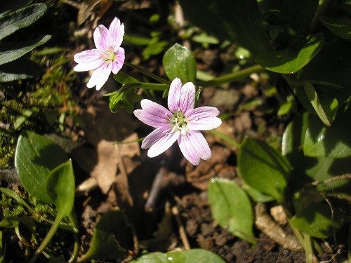 Claytonia in the woodland makes a lovely ground cover, such a pretty dainty flower.