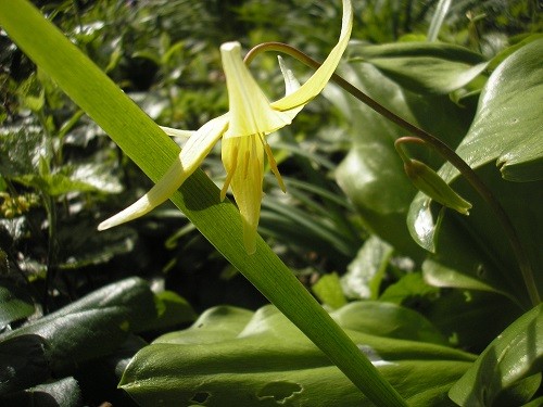 Erythronium Pagoda are just starting to flower on the side of the ditch.