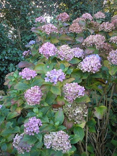 This Hydrangea couldn't decide if it was going to be pink or blue.