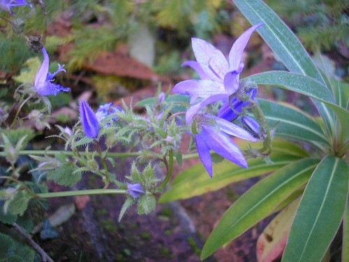 Campanula portenschagiana is another that doesn't know when to stop flowering.