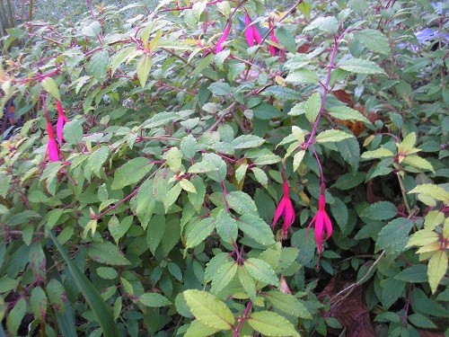The foliage of Fuchsia Genii is golden in the summer, but is going the more usual green now