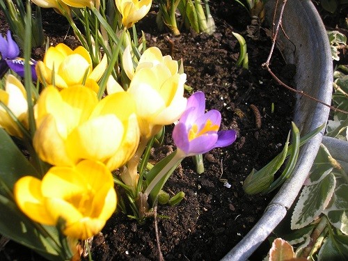 Then some of the yellow crocus opened up lilac.