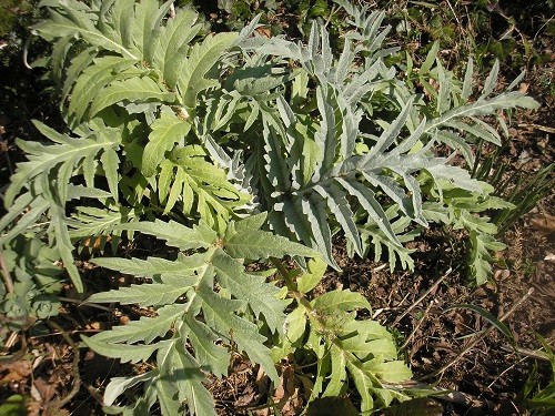 The cardoon is now a permanent fixture, I hope, love the new leaves as they unfold.