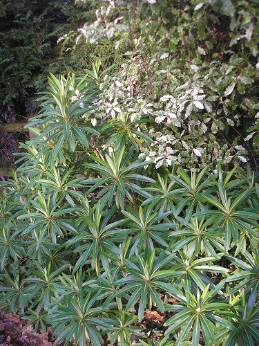 Euphorbia and Pittosporum