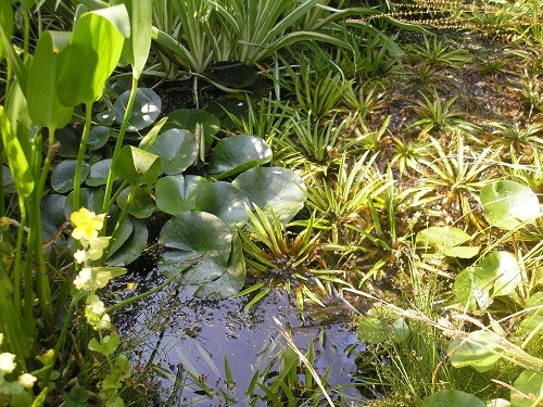Contrasting foliage in the pond itself. The water soldier needs thinning, it is starting to cover too much of the water.