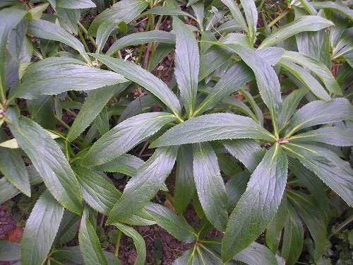 All the hellebore leaves are still looking as they should in spite of no rain for weeks.