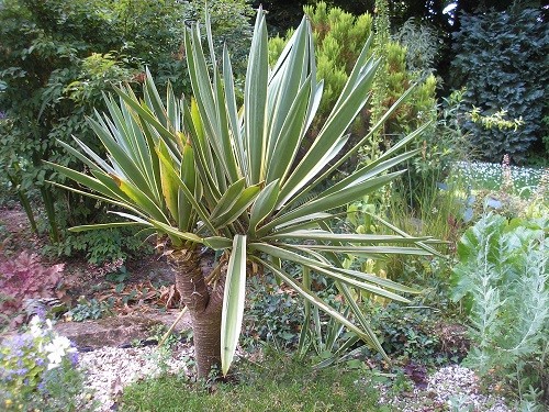 My Yucca on the alpine scree is also enjoying the extra heat that we are having, hopefully it will flower this year.