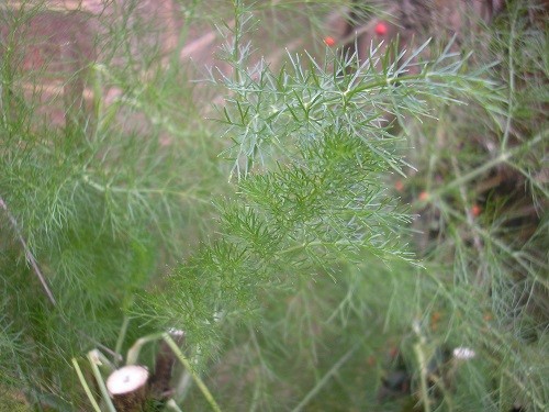 Fennel by the back door.