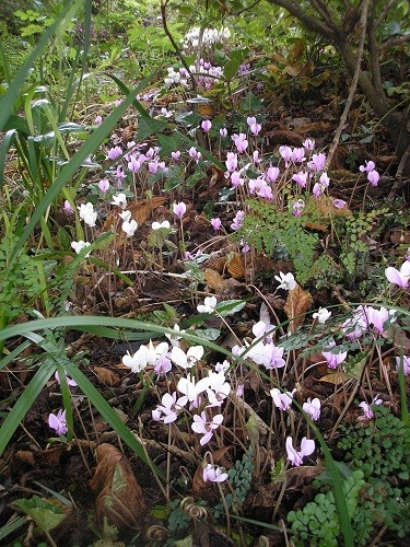 Cyclamen hederifolium.