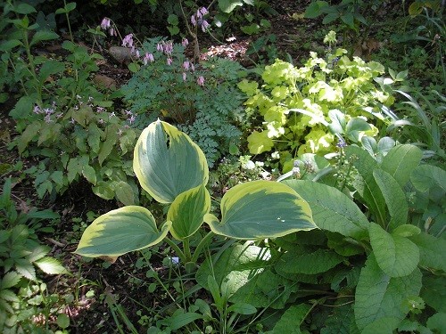 Hosta super Sagae is contrasting nicely with the plants around it.