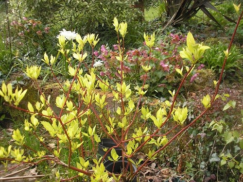 Cornus alba sibirica Westonbirt.