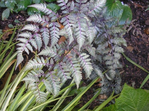 Japanese painted fern