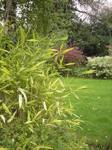 Arundinaria auricoma