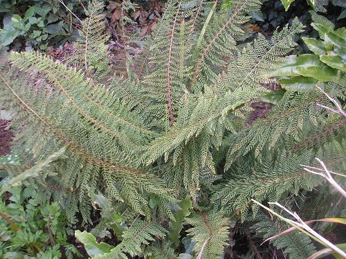 Polystichum setiferum divisilobum.