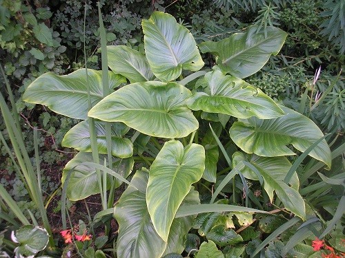 Zantedeschia aethiopica