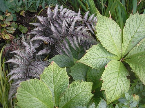 Lady fern and Rogersia in the bog.
