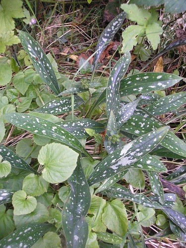 Pulmonaria longifolia