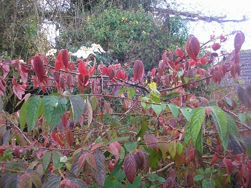 Viburnum plicata Maresii. Half the leaves have turned colour and now it's flowering again!
