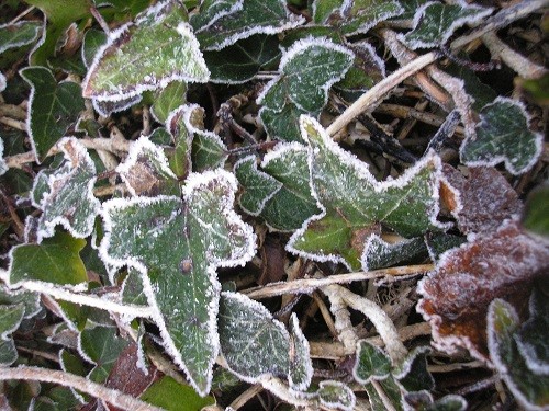 Frost on ivy