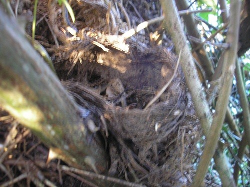 Blackbird nest