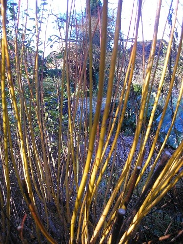 Salix alba britzensis