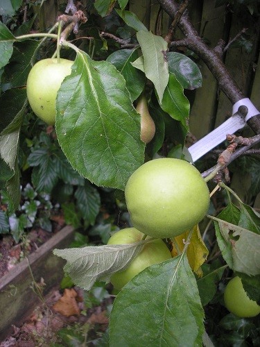 Apple tree.