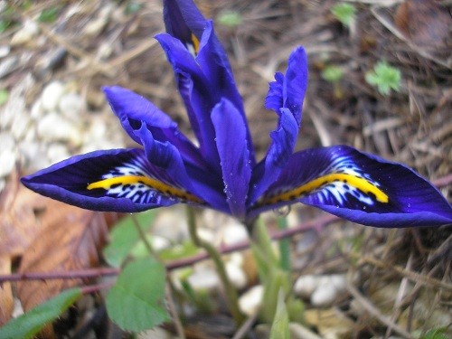 Iris reticulata Edward