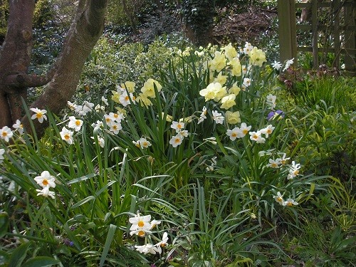 Narcissus Geranium & St. Patrick