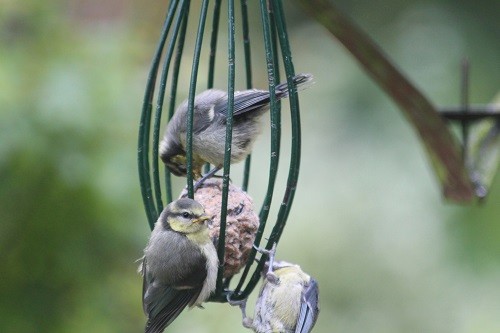 Adult blue and 2 baby Blues, one of the babies is inside the feeder!