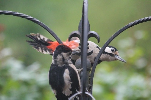Dad was very busy feeding the youngster.