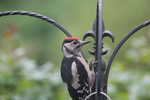 Juvenile woodpeckers have a lot of red on their head, far more than the male which just has red on the back of the head.