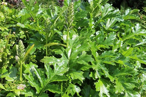 A mass of foliage from Acanthus mollis.