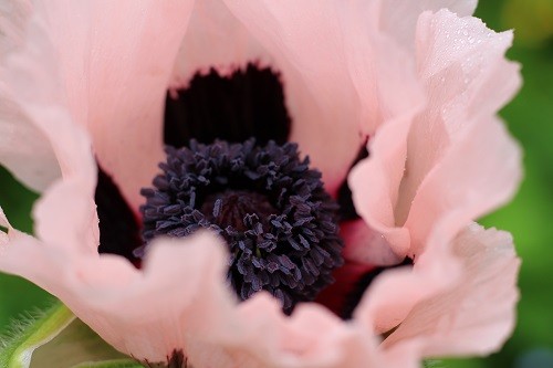 It's Oriental Poppy time! They are so beautiful and so fleeting, wonderful when you can catch them!