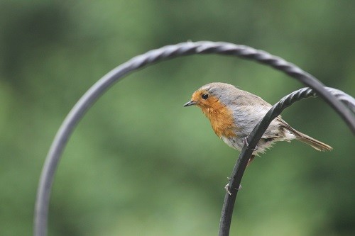 Robin. There is no difference between male and female, even they have problems deciding which is which!
