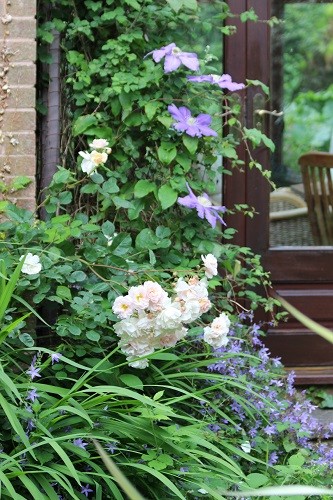 Clematis Lasurstern climbing the downpipe by the conservatory and Campanula poscharskyana is scrambling up the clematis. The rose is flopping over them both!