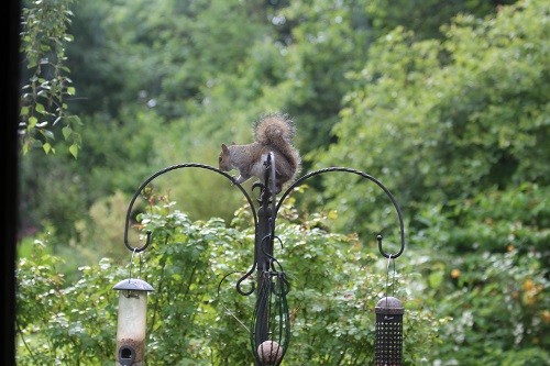 Drat, the baby squirrel has learnt how to climb the feeder.