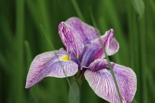 Japanese Iris ensata in the bog garden.