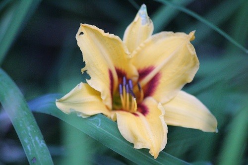 All the Day Lilies ,Hemerocallis, have started flowering, I will just show a few.