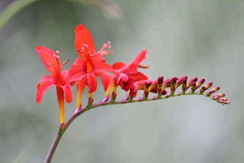 Crocosmia Lucifer has started flowering up by the pond.