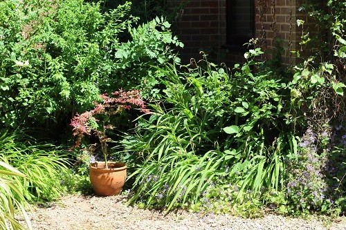 Shady corner of the gravel area.
