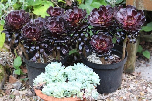 Also in the gravel garden along with the phormium above are Echeveria and Aeonium Schwartzcopf, making a nice contrast.