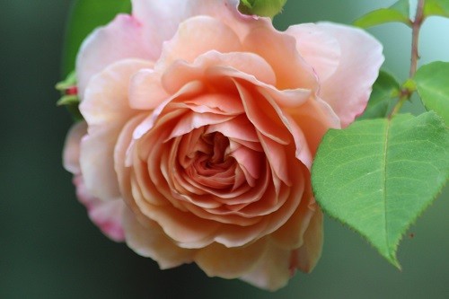 Rosa Willaim Morris, such a beautiful colour.