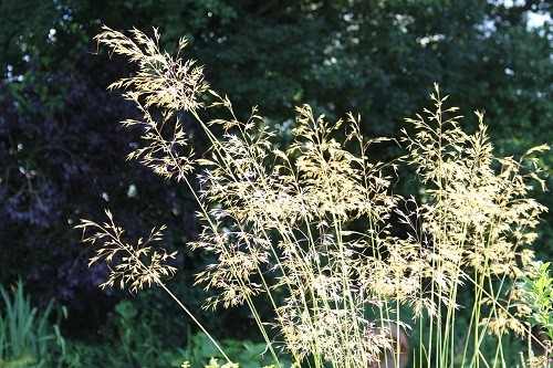 Gleaming like gold in the sunshine are the flowers of my favourite grass, Stipa gigantea.