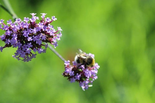 A bee enjoying the Verbena bonariensis.