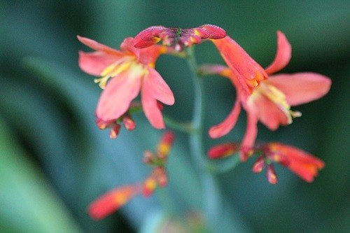 A small red crocosmia has appeared in the bog garden, is it a seedling of Lucifer, he is very close by?
