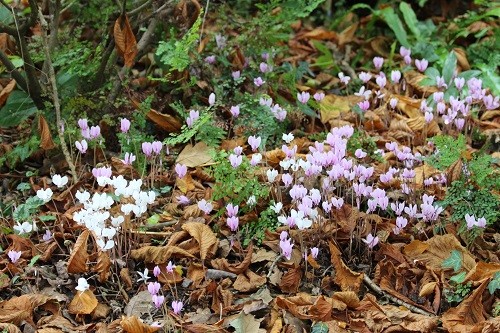 Cyclamen hederifolium just keep getting better each day.More and mre flowers are popping up all over the shady part of the garden.