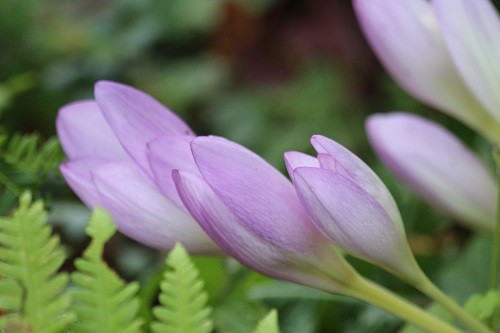 Colchicum have started flowering.