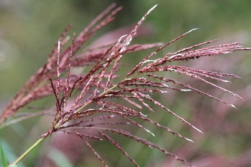 Miscanthus sinensis Malepartus flowering in the border round the dead oak.
