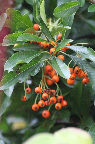 Still bt the drive is a Pyracantha with orange berries.