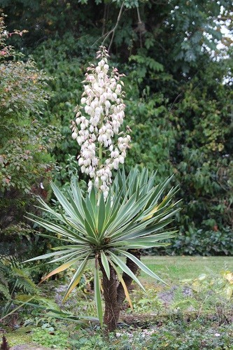 But the star of the garden at the moment is undoubtedly my Variegated Yucca!